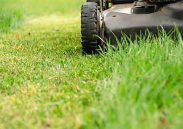 The wheels of a used lawn mower on old lawn  grass with its first spring mowing. Close-up